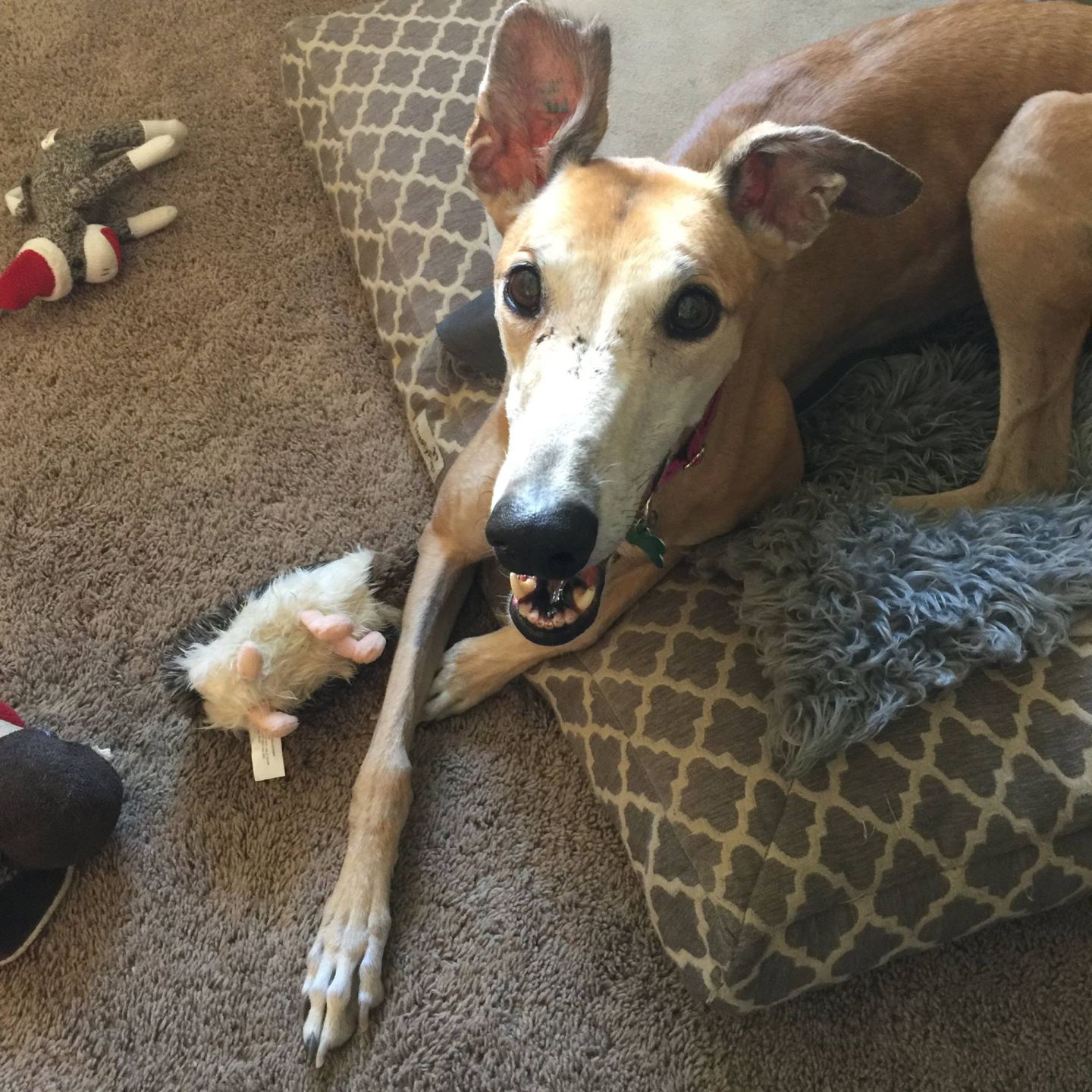 Adopt A Friend: Smidget